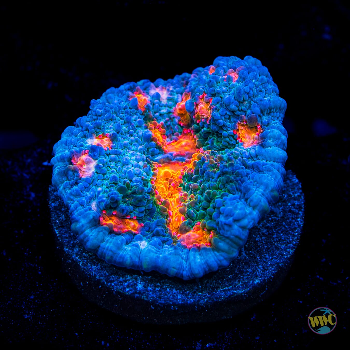 WWC Boogie Man Chalice