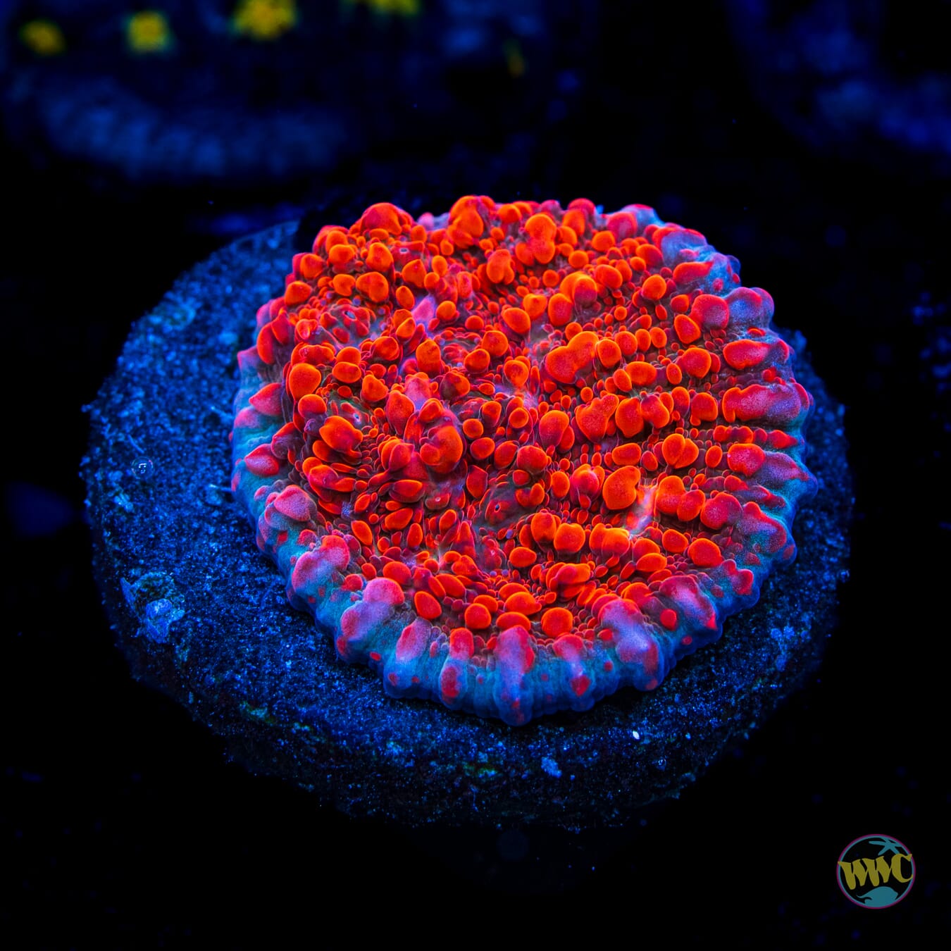 WWC Darth Maul Chalice