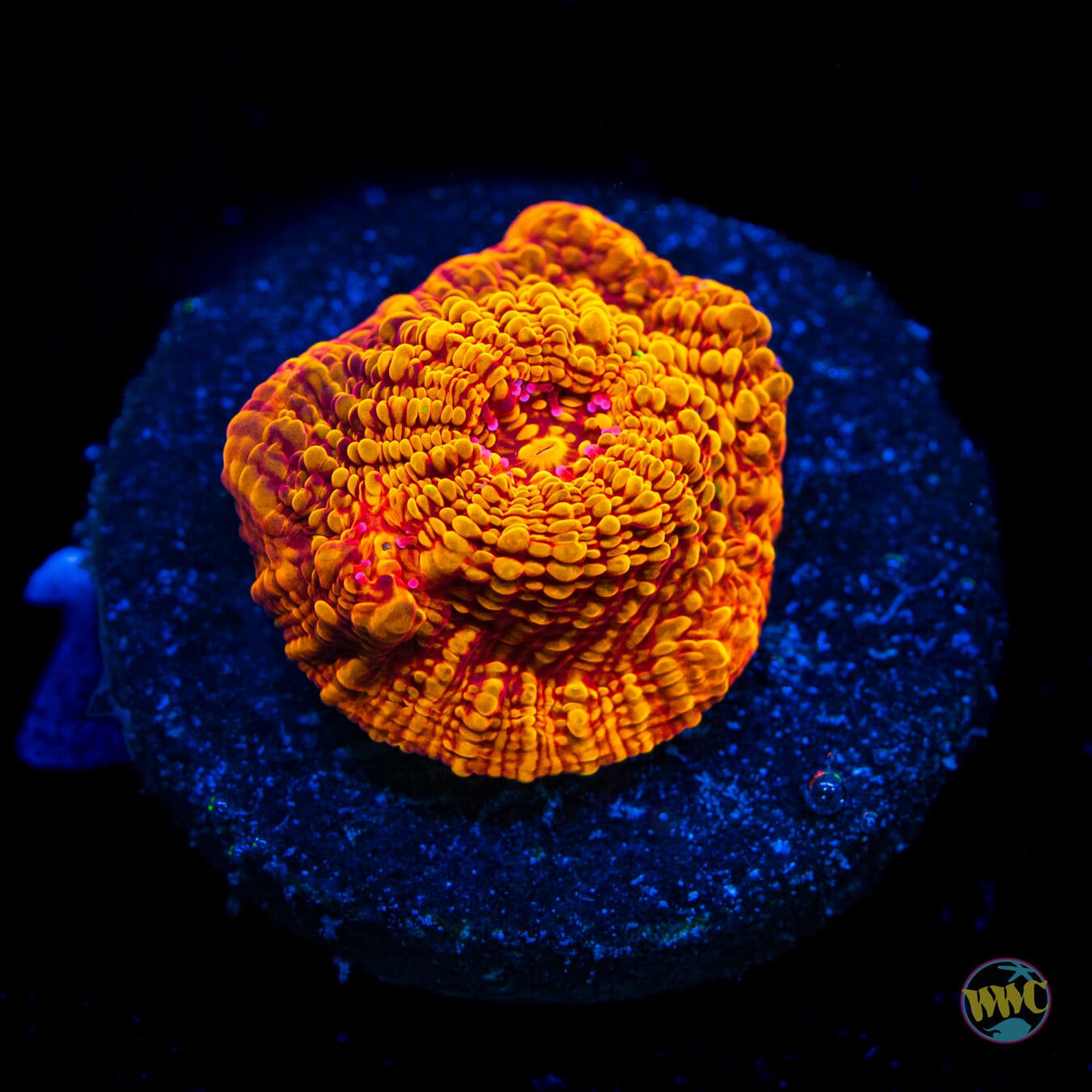 WWC Primetime Chalice