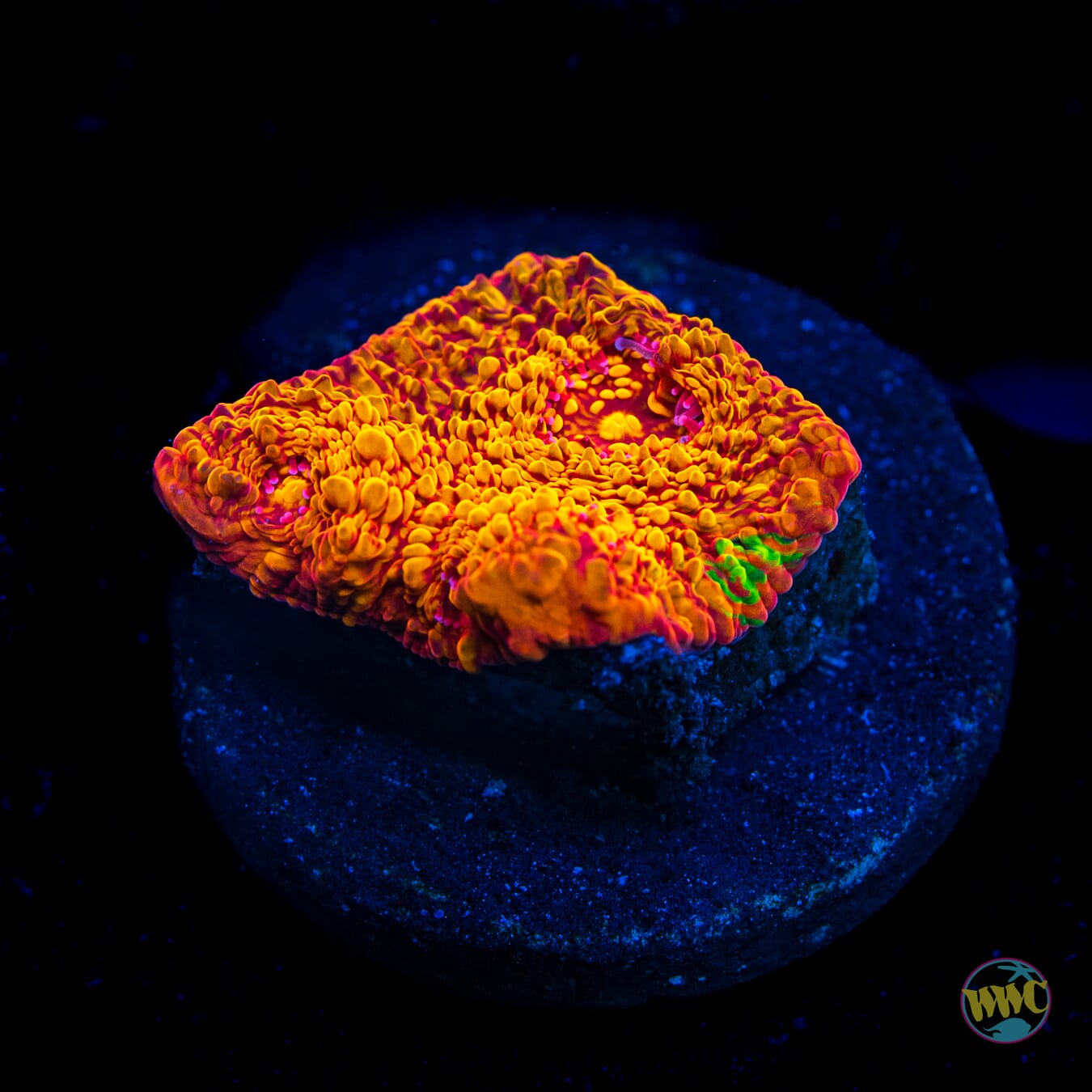 WWC Primetime Chalice