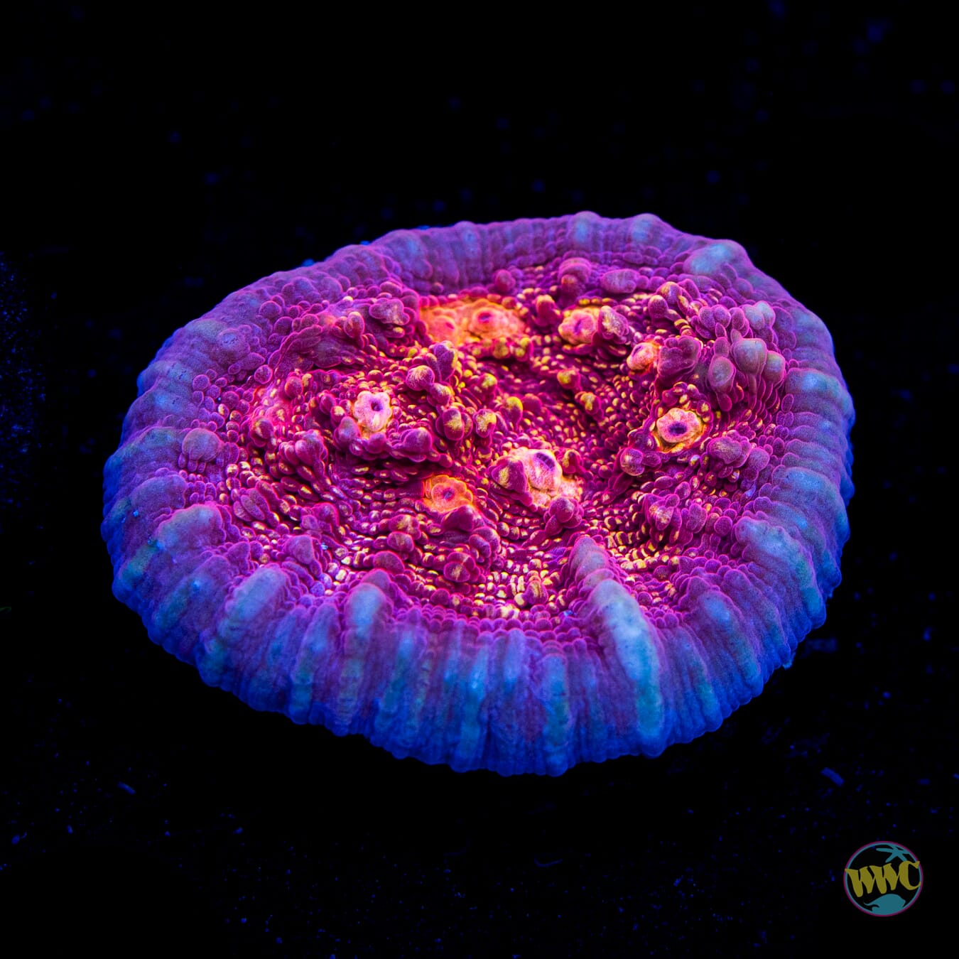 Jason Fox Goldmeister Chalice