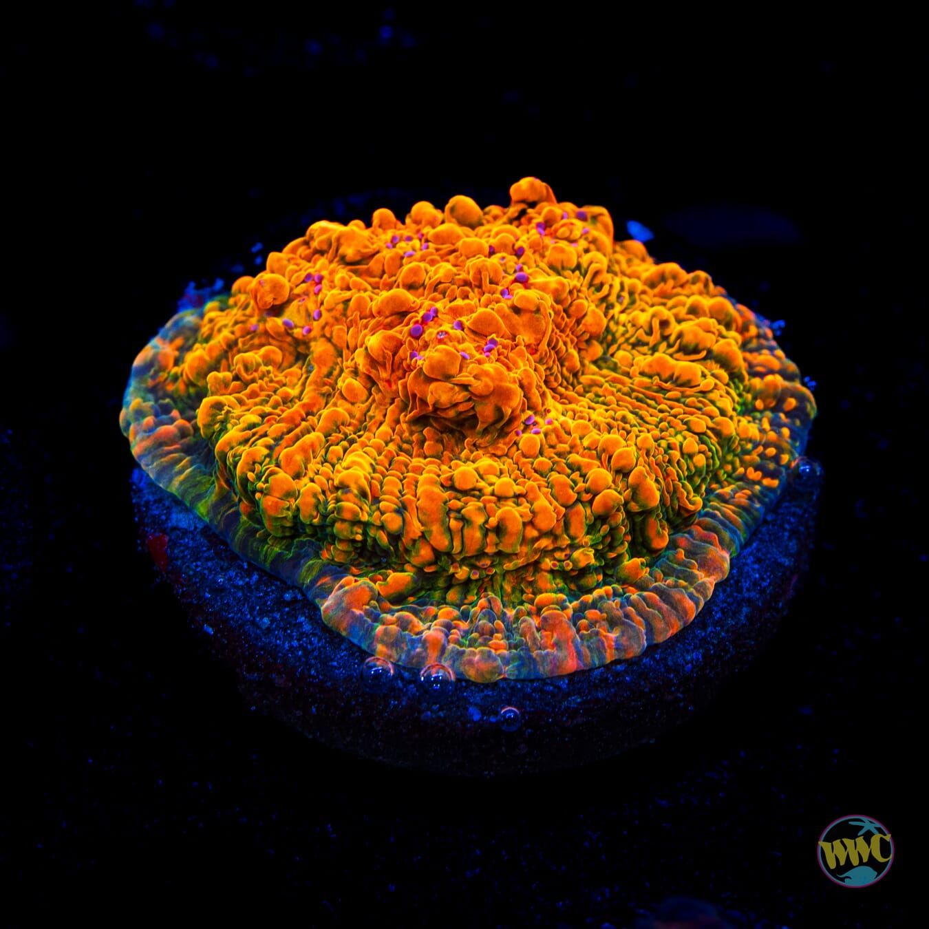 WWC Stellaria Chalice