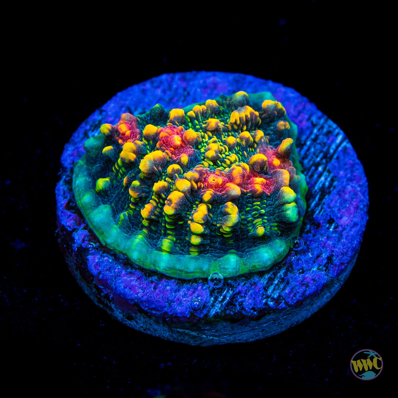 WWC Mountain Dew Chalice