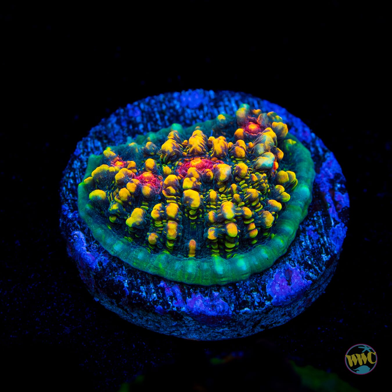 WWC Mountain Dew Chalice