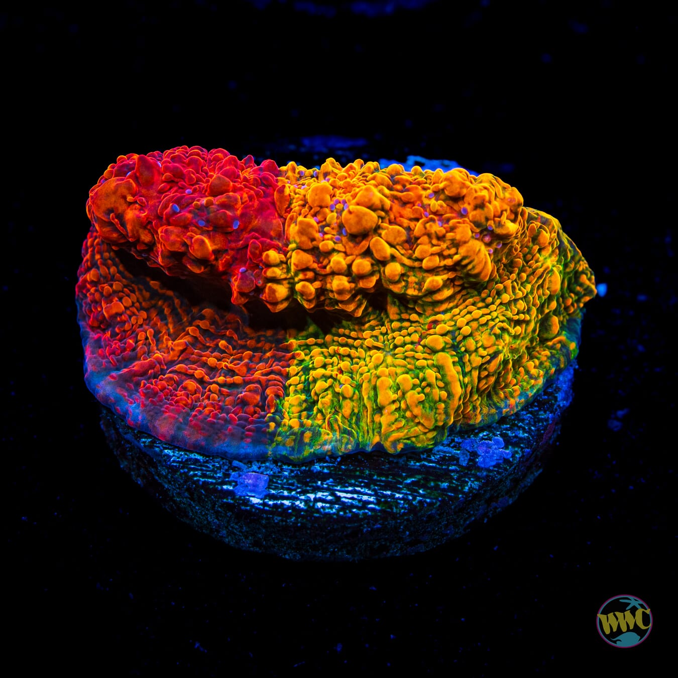 WWC Grafted Stellaria Chalice