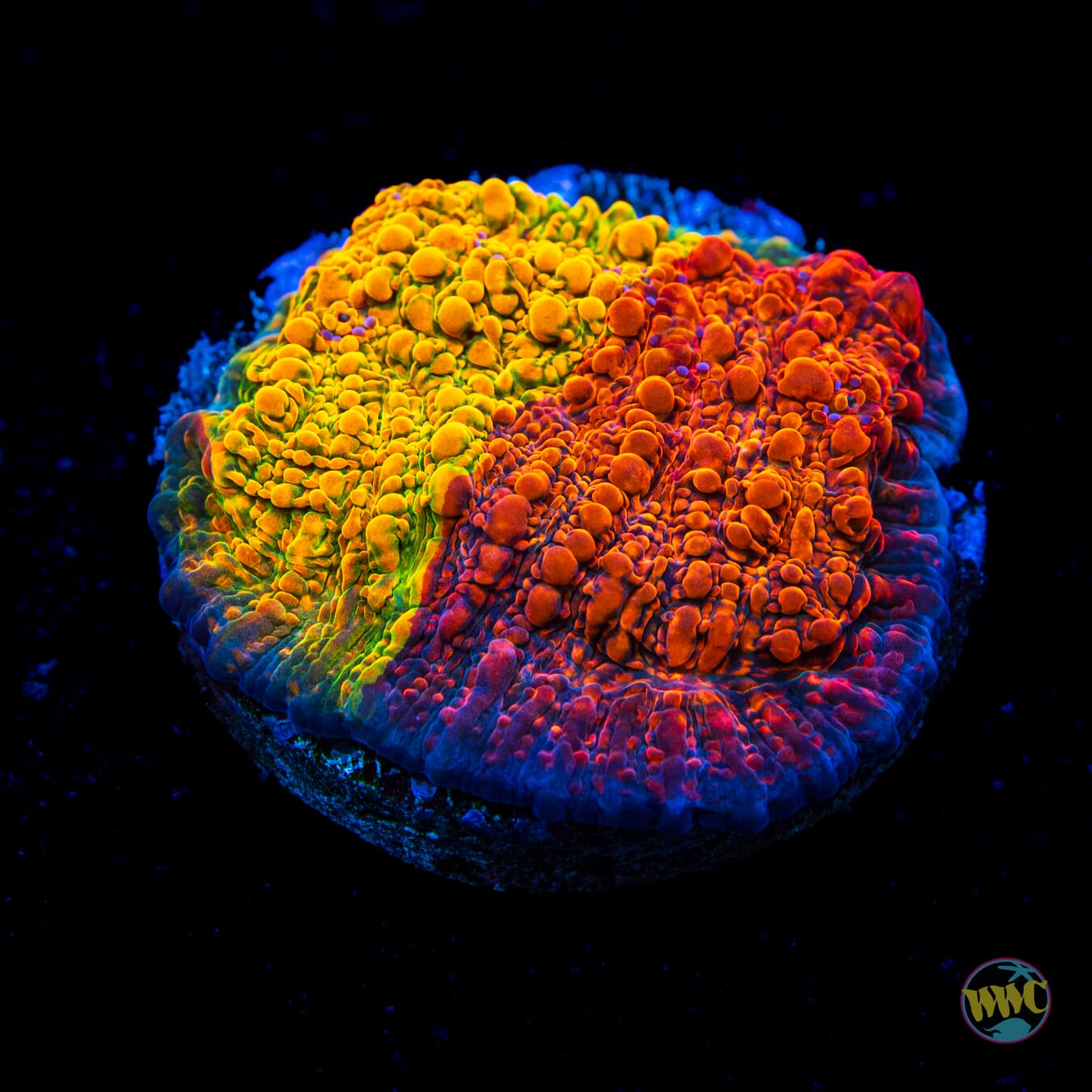 WWC Grafted Stellaria Chalice