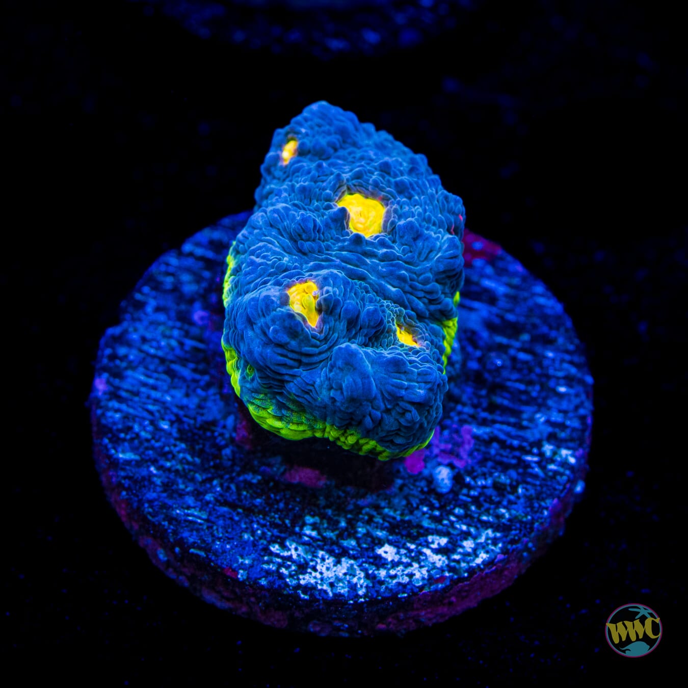 WWC Deja Blue Chalice