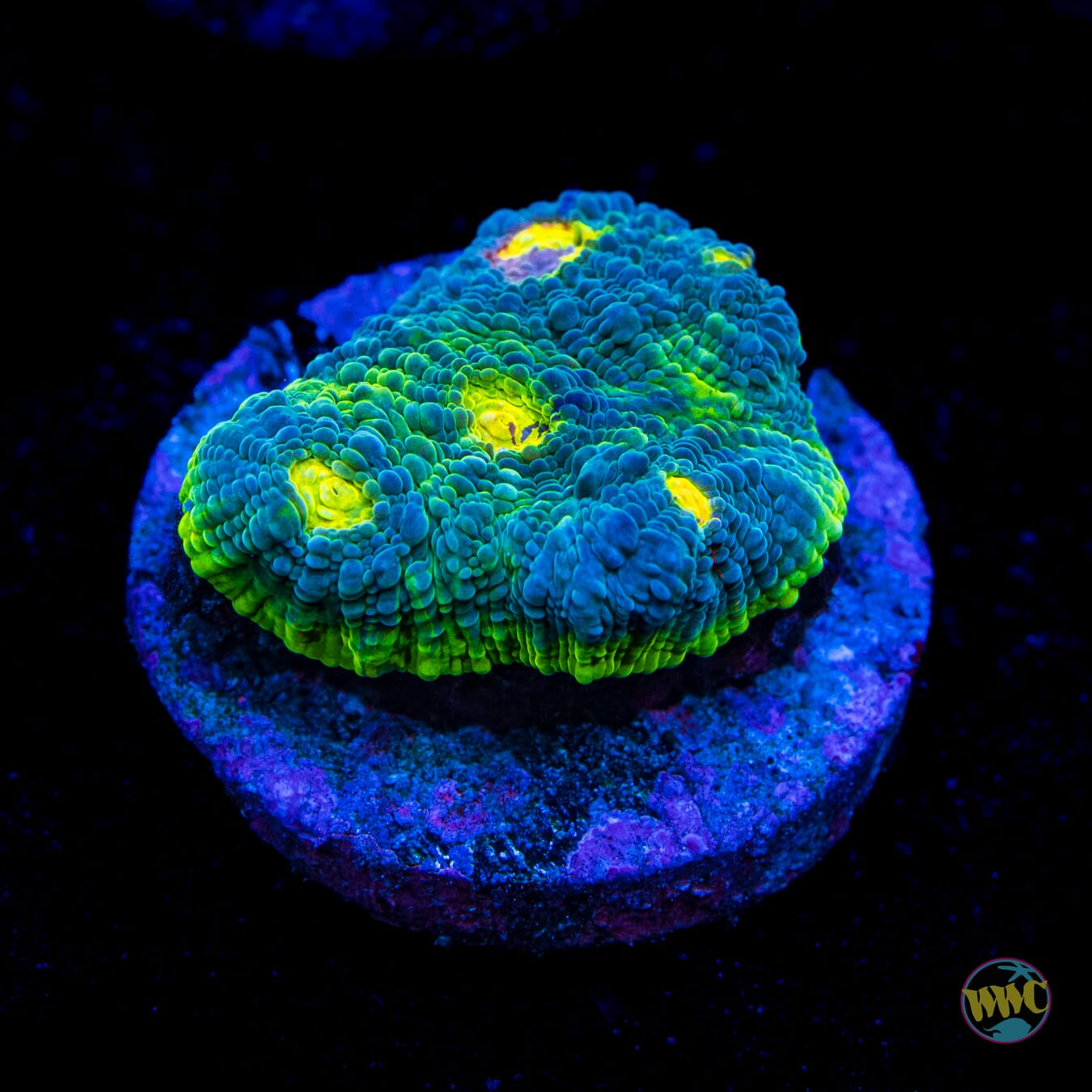 WWC Deja Blue Chalice