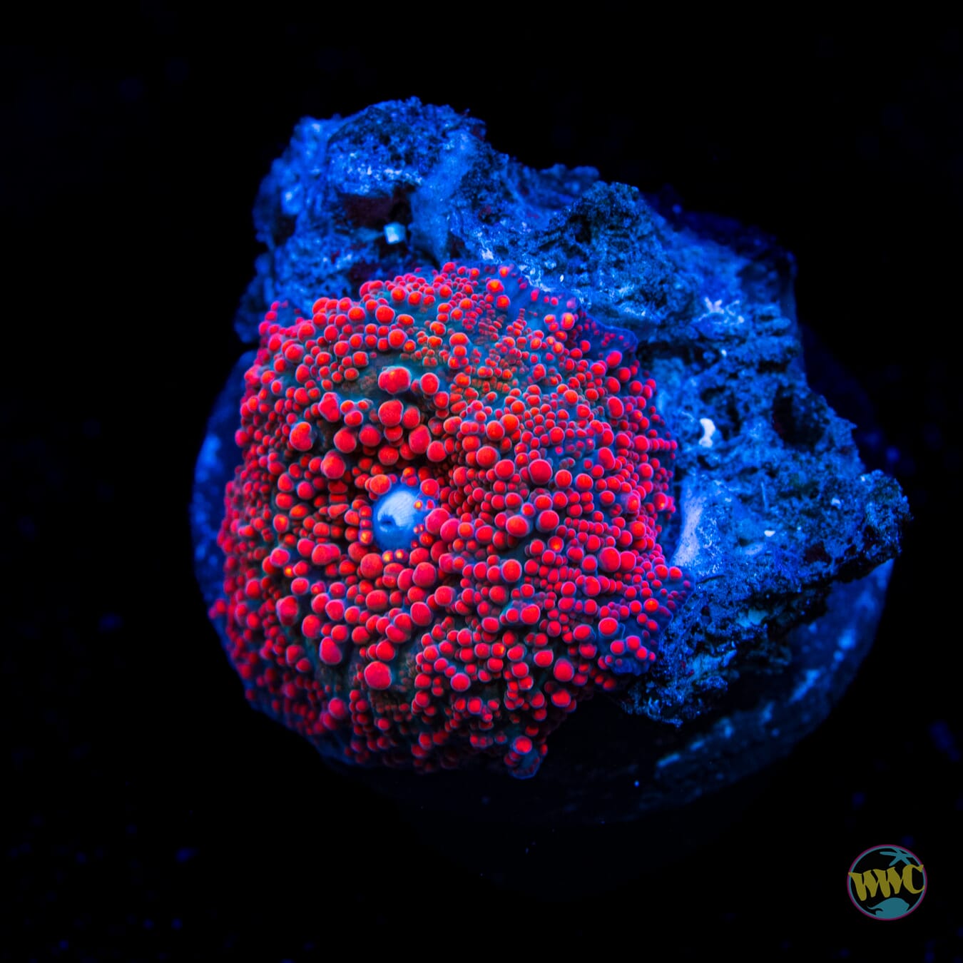 Small Red Interstellar Mushroom