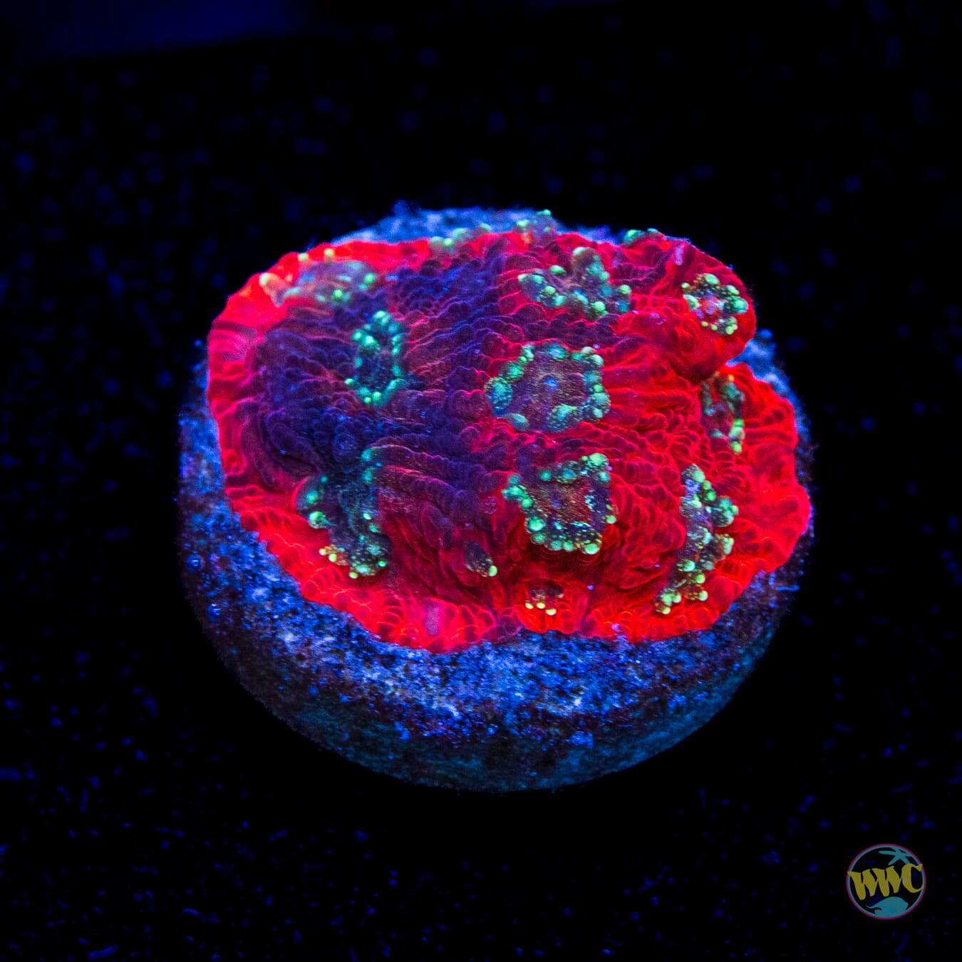 WWC Spiderman Favites