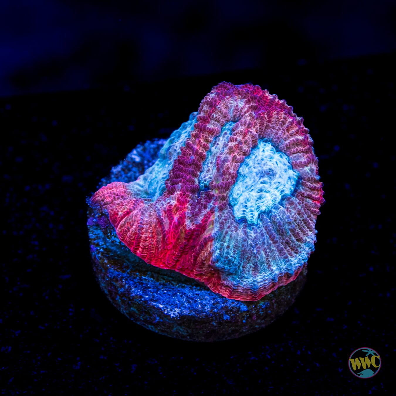 WWC Red Lobster Favia