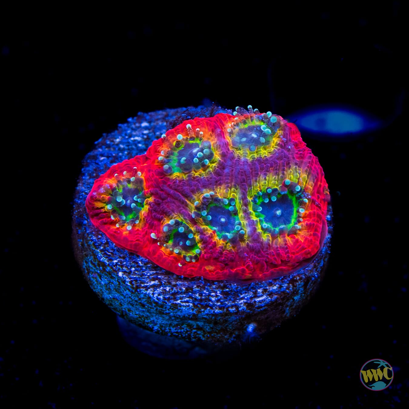 Jason Fox Sector 001 Favites