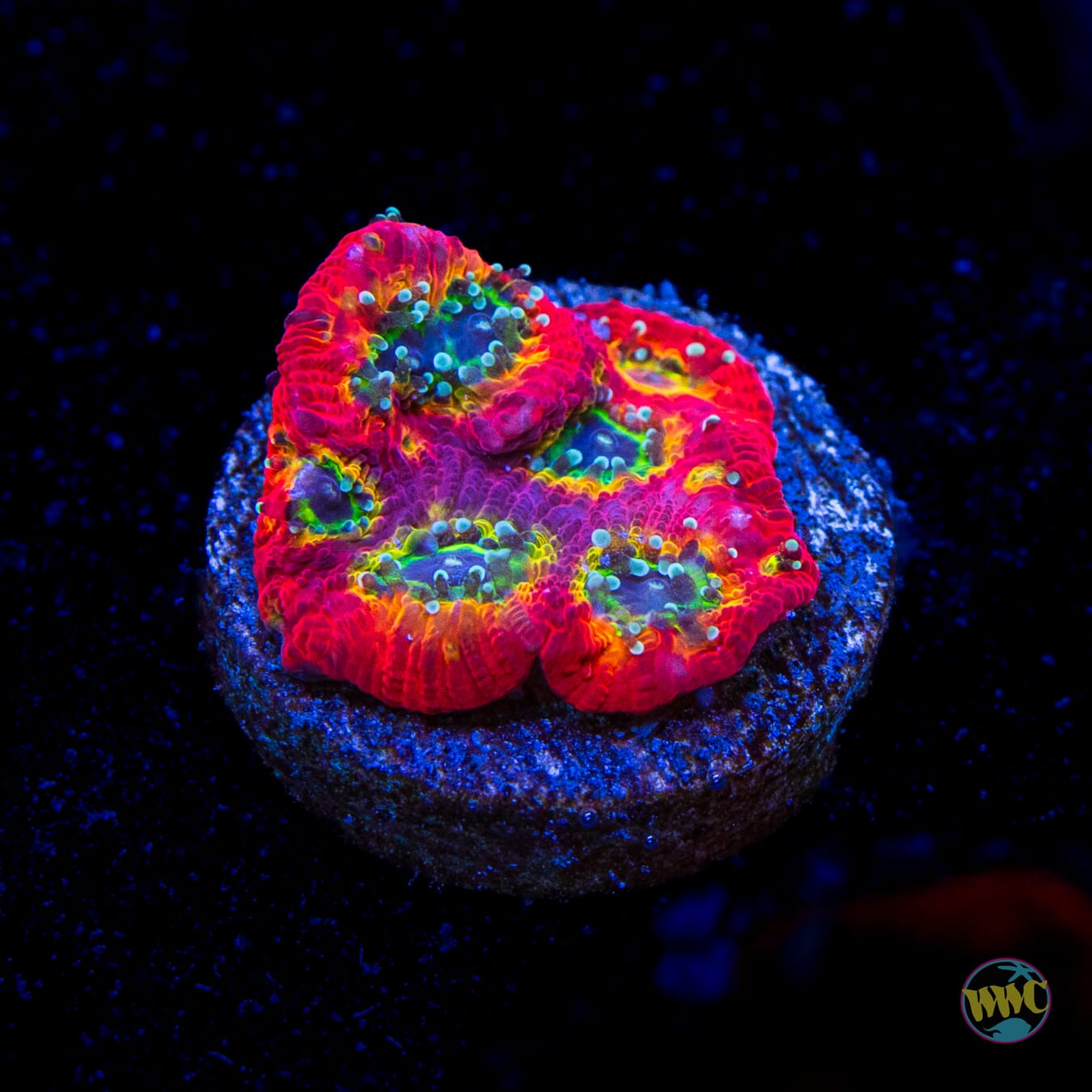 Jason Fox Sector 001 Favites