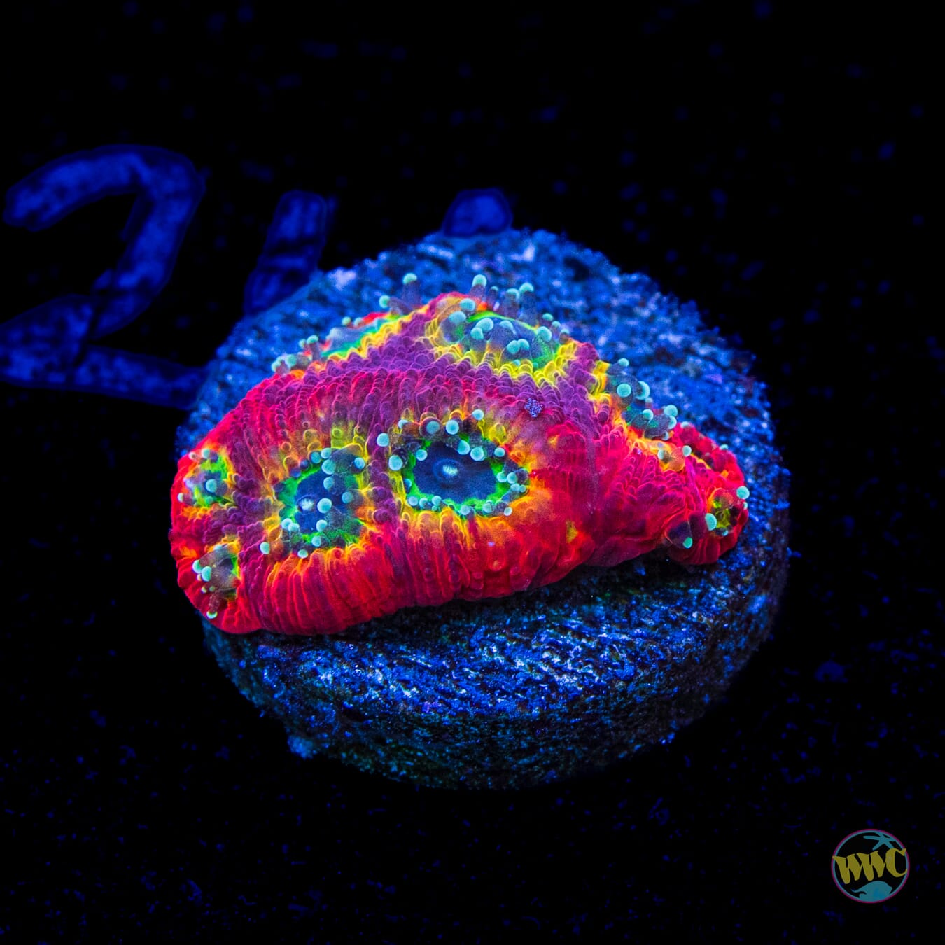 Jason Fox Sector 001 Favites