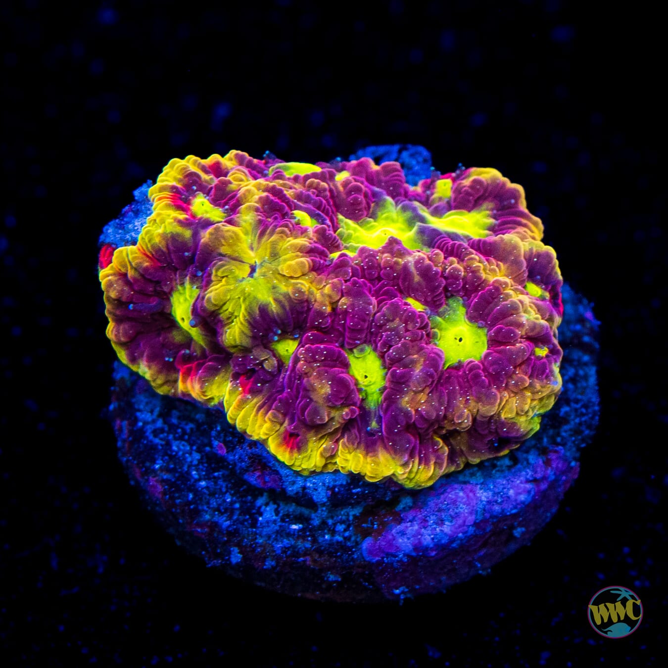 WWC Blood Diamond Favites