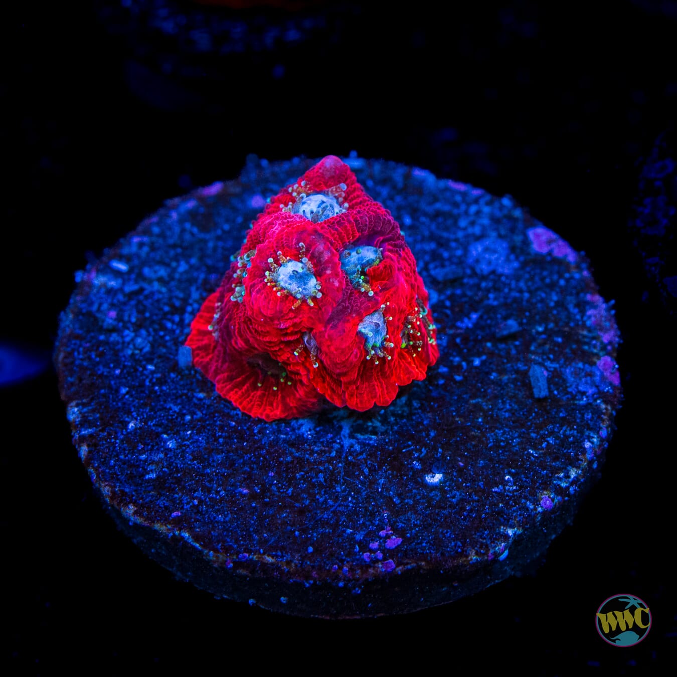 WWC Silver Fox Favites