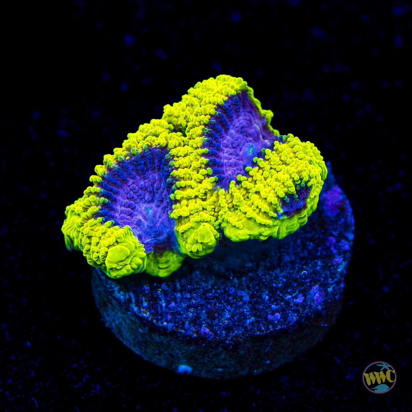 WWC Space Monkey Favia