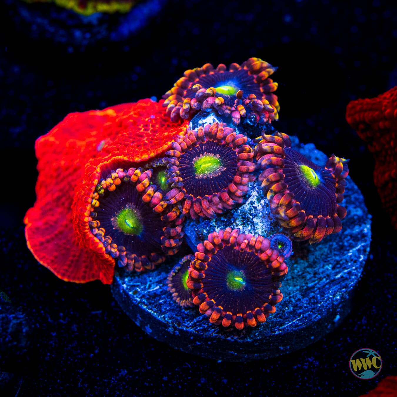 WWC Red Jaguar Discosoma Mushroom and Anti Matter Zoanthids