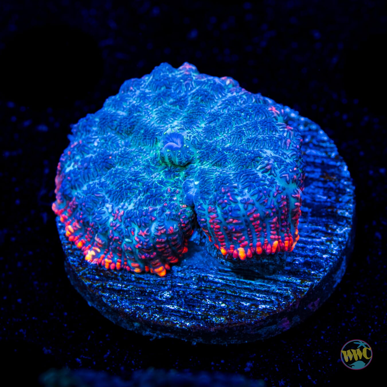 Lava Rim Rhodactis Mushroom