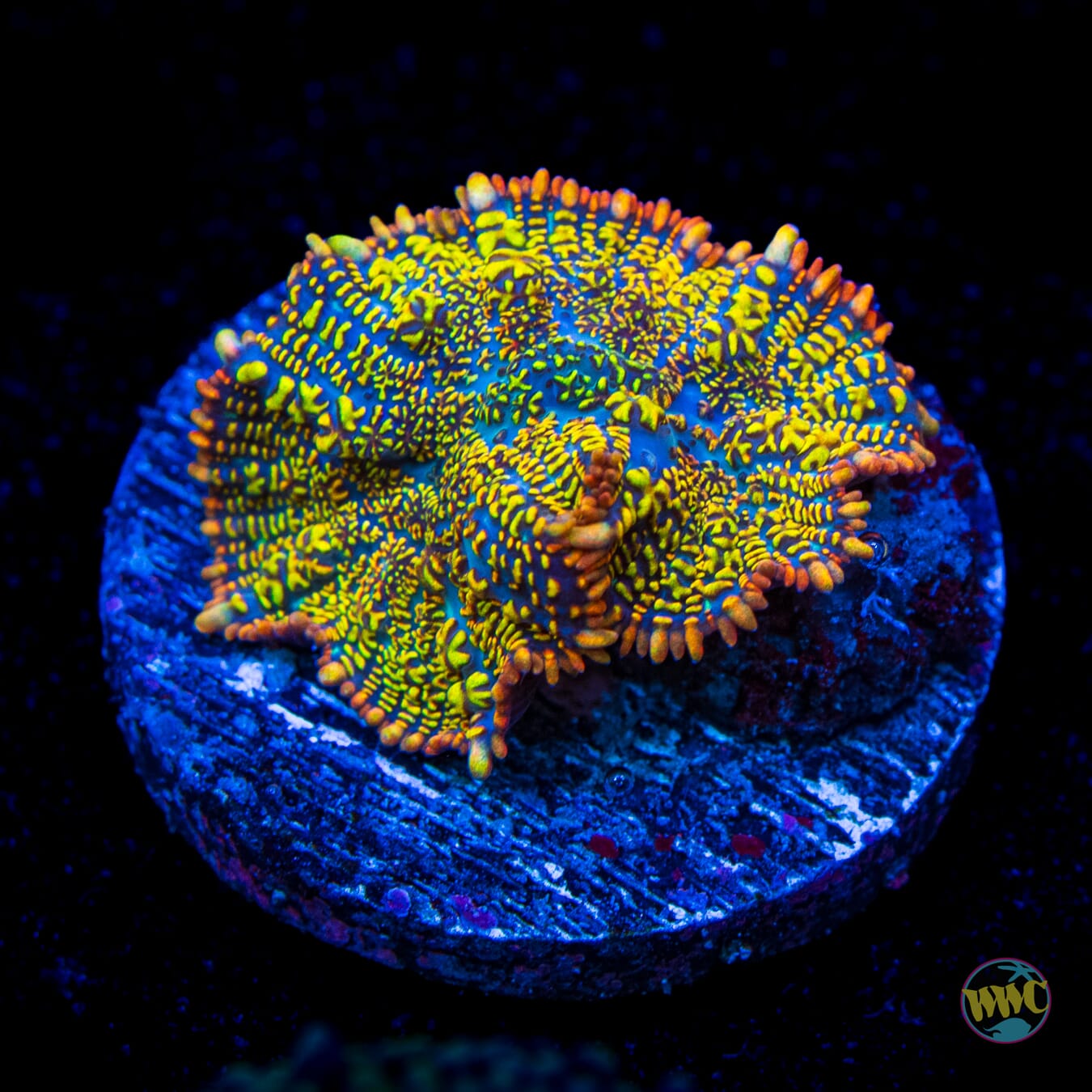 WWC Maui Sunset Rhodactis Mushroom