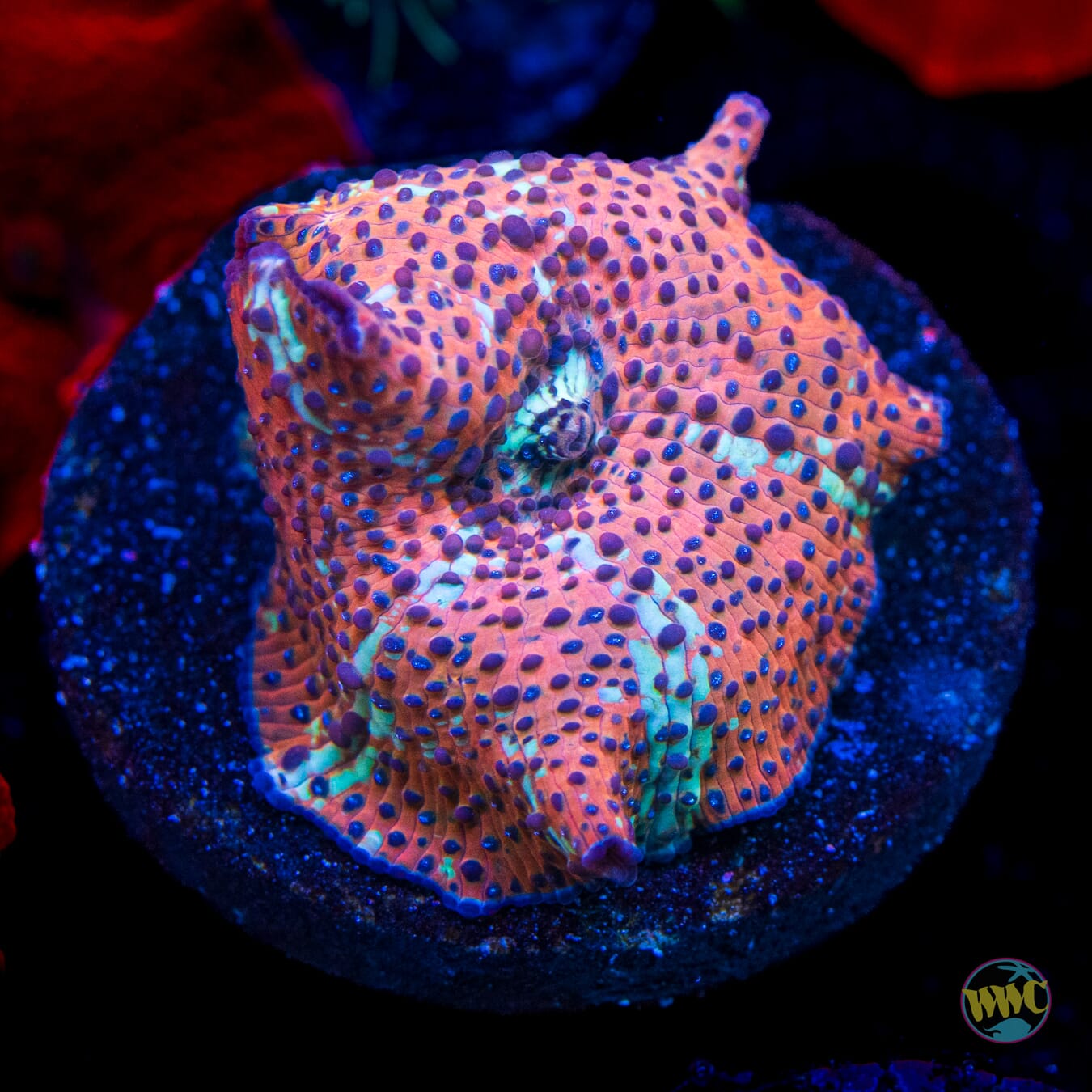 Tiger Eye Discosoma Mushroom