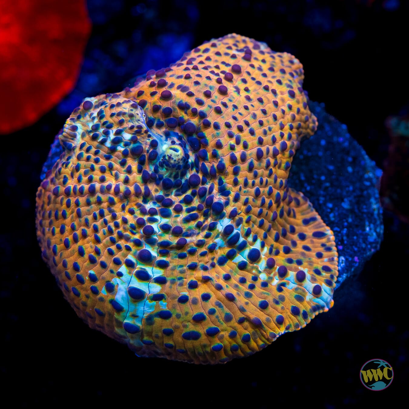 Tiger Eye Discosoma Mushroom