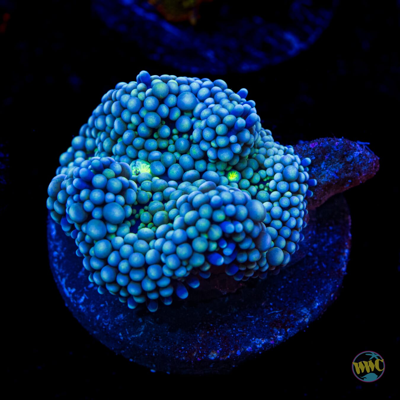 Chilly Willy Ricordea Mushroom