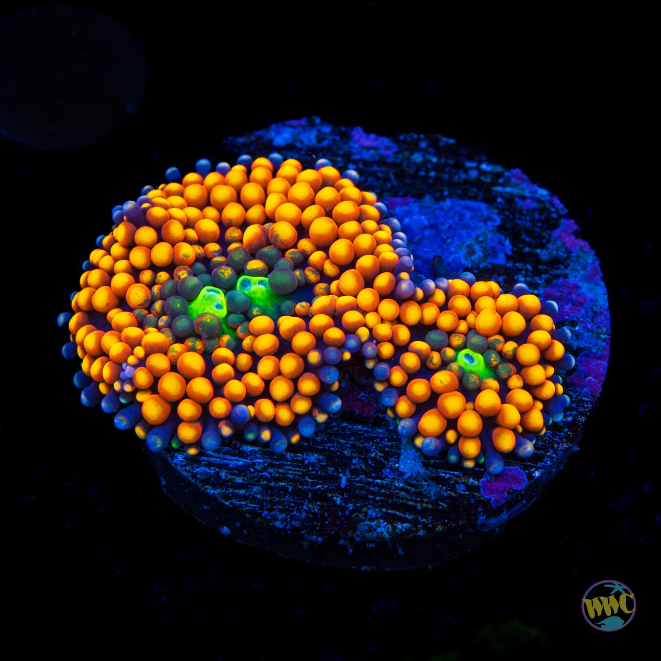 Neon Freon Ricordea Mushroom