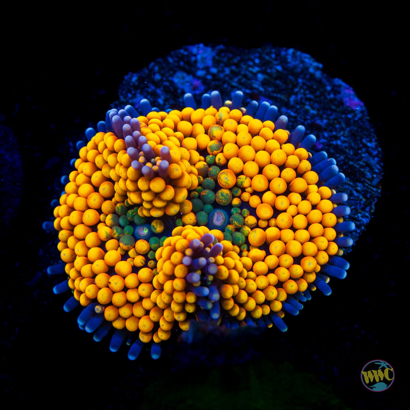 Blueberry Ring Ricordea Mushroom