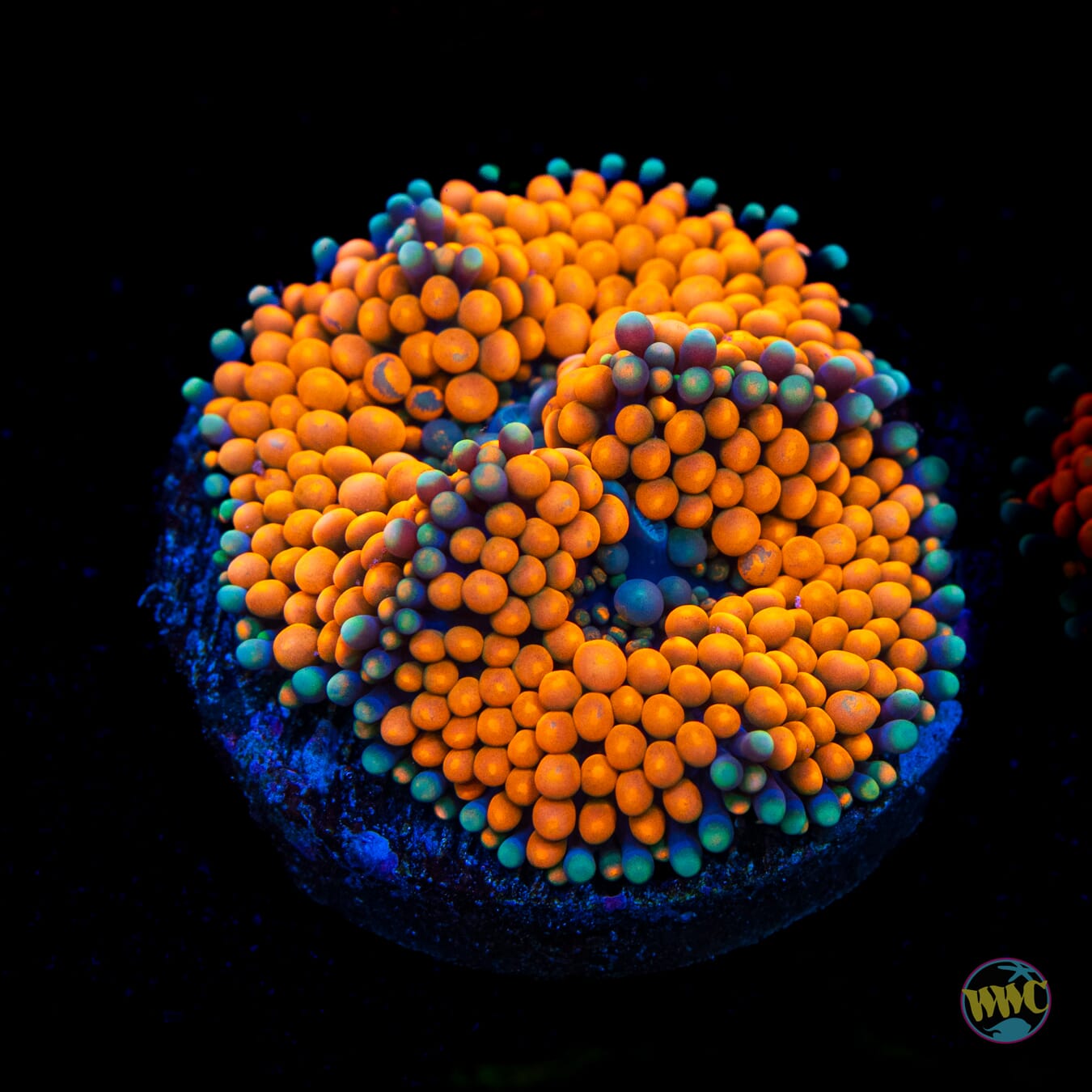 Tangerine Bliss Ricordea Mushroom