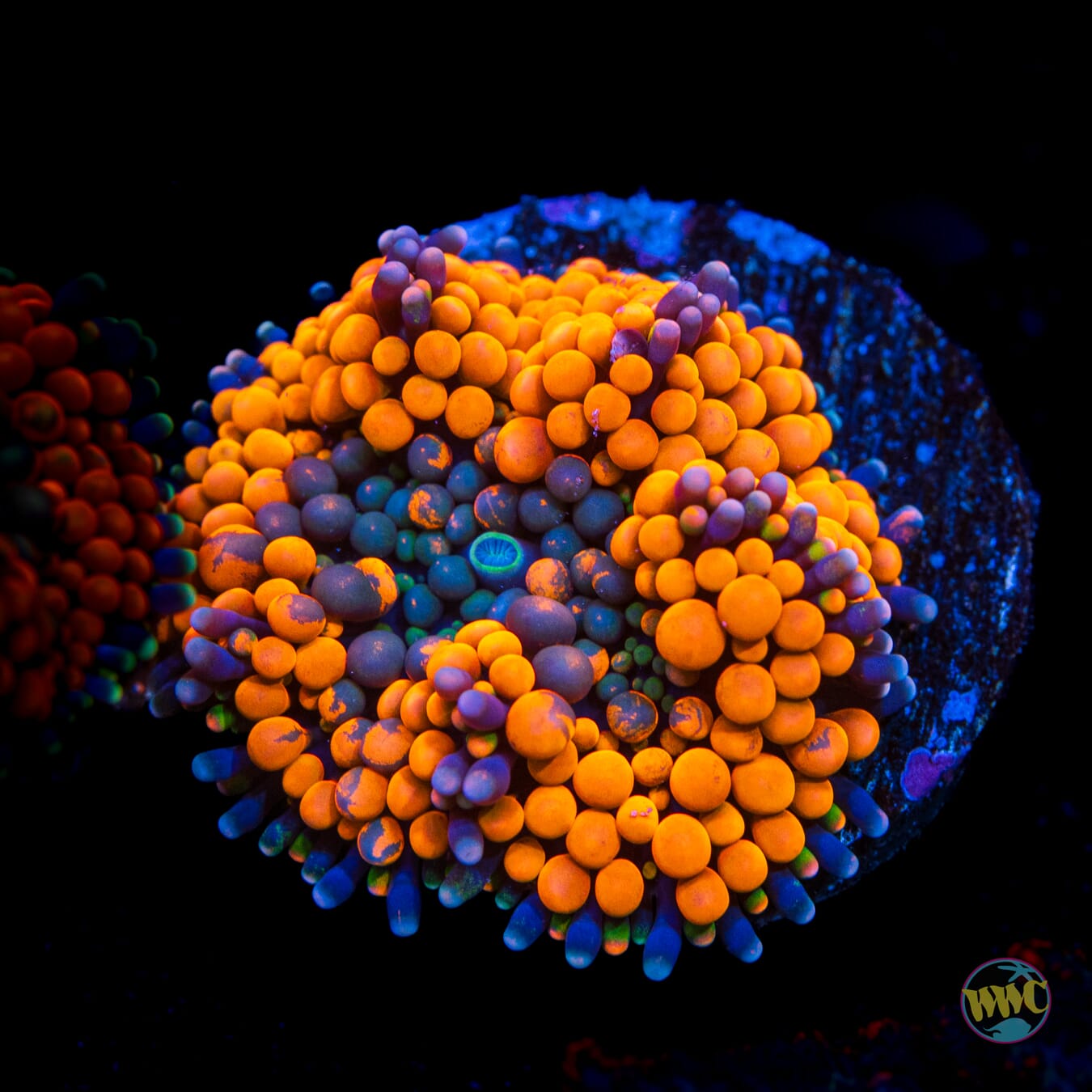 Serendipity Ricordea Mushroom