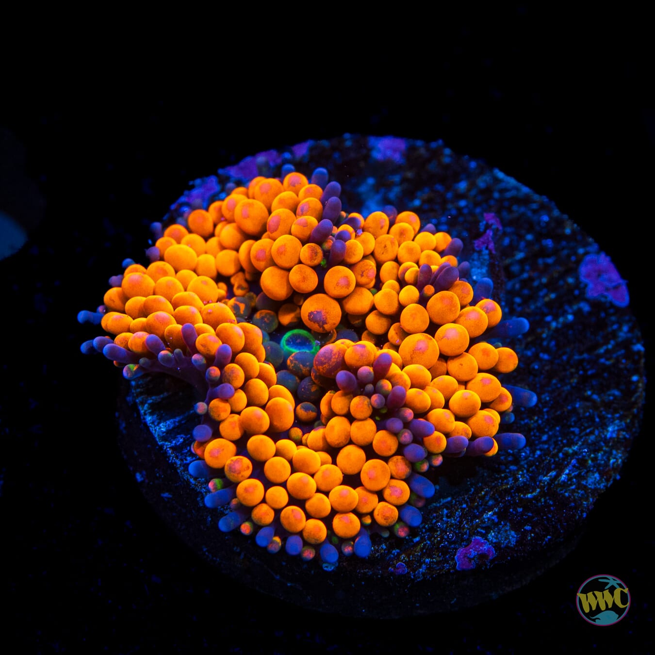 Serendipity Ricordea Mushroom