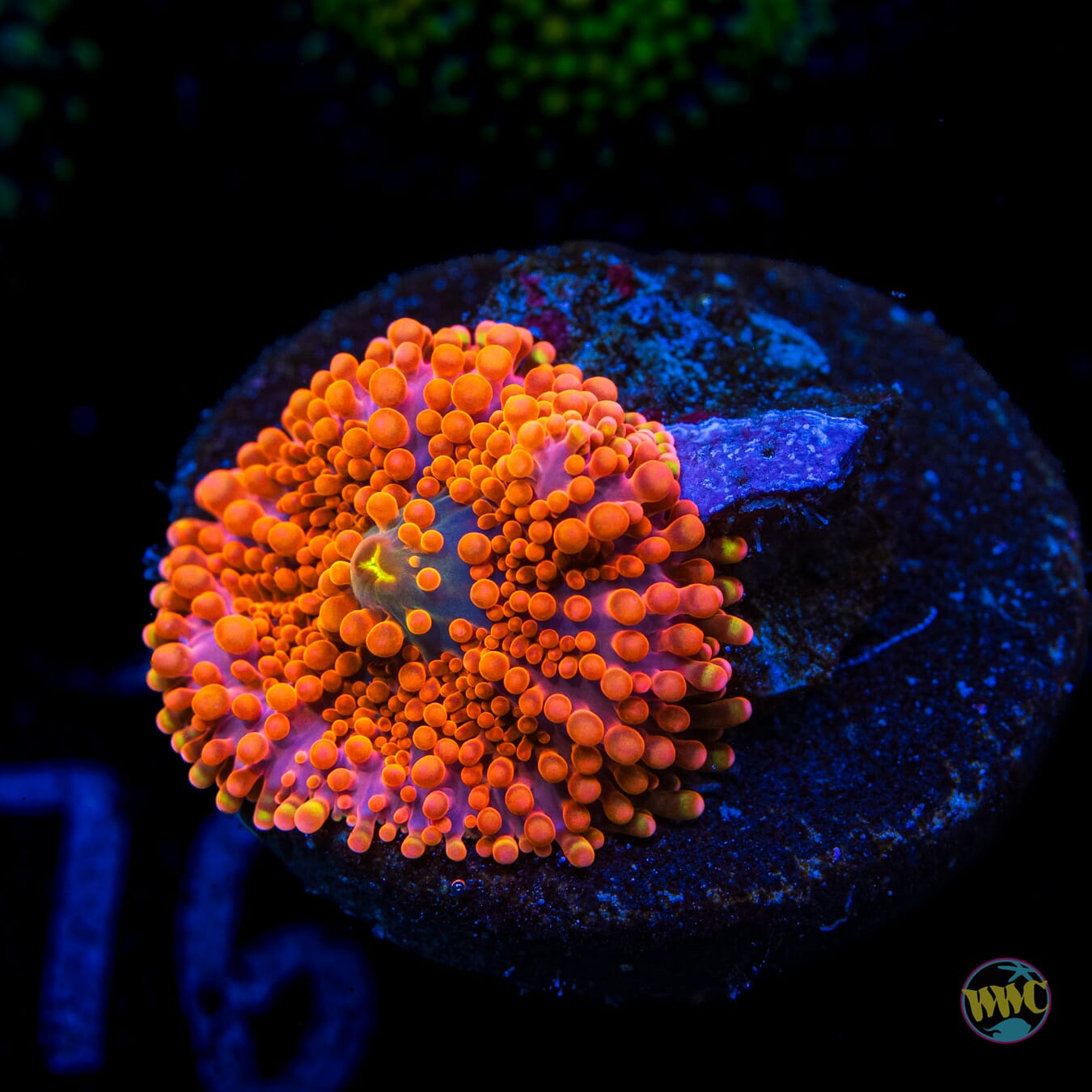 Headless Horseman Yuma Mushroom