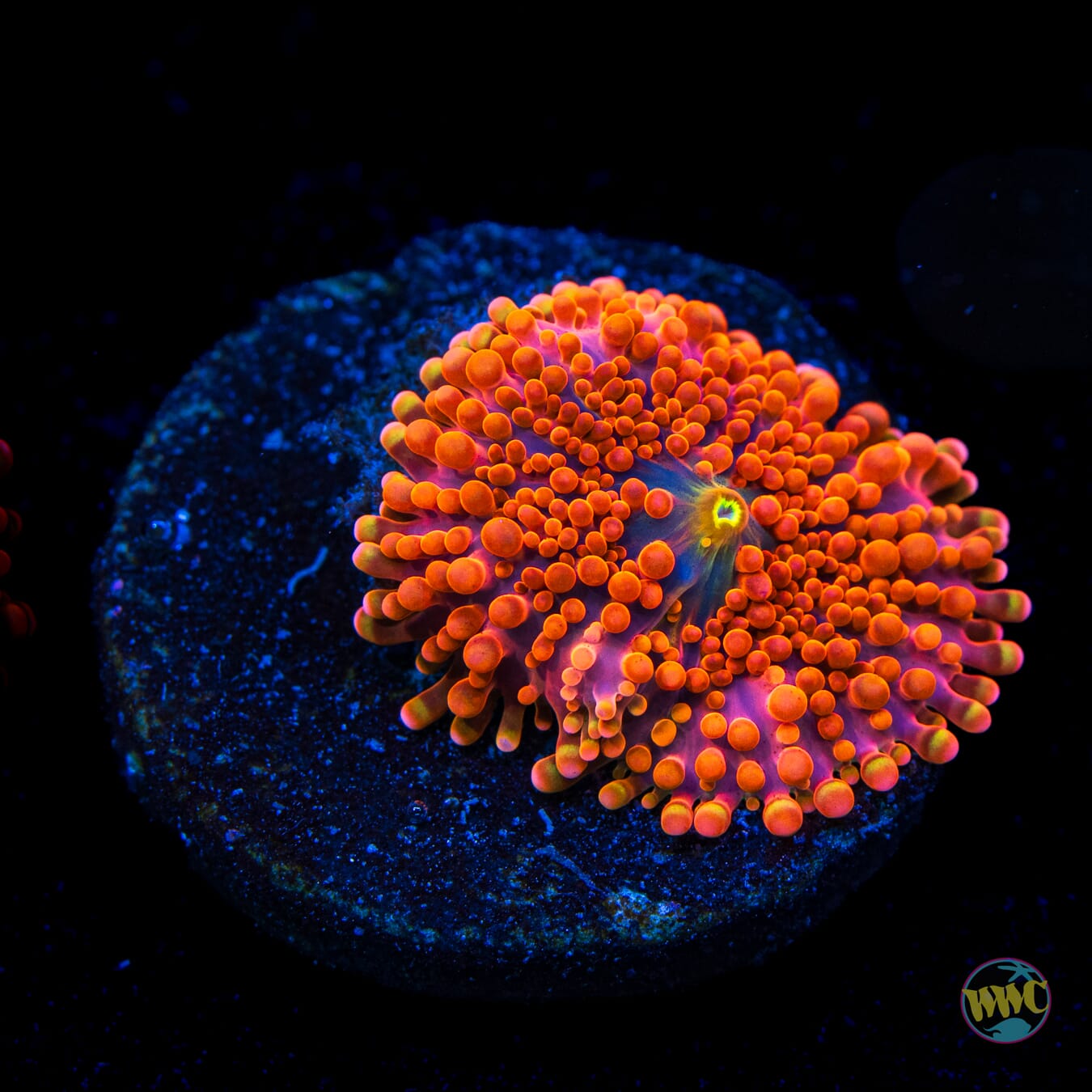 Headless Horseman Yuma Mushroom