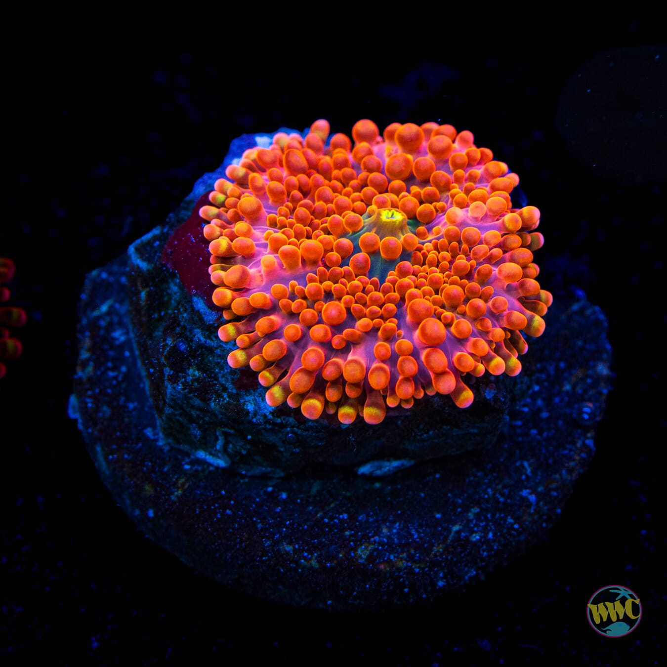 Headless Horseman Yuma Mushroom