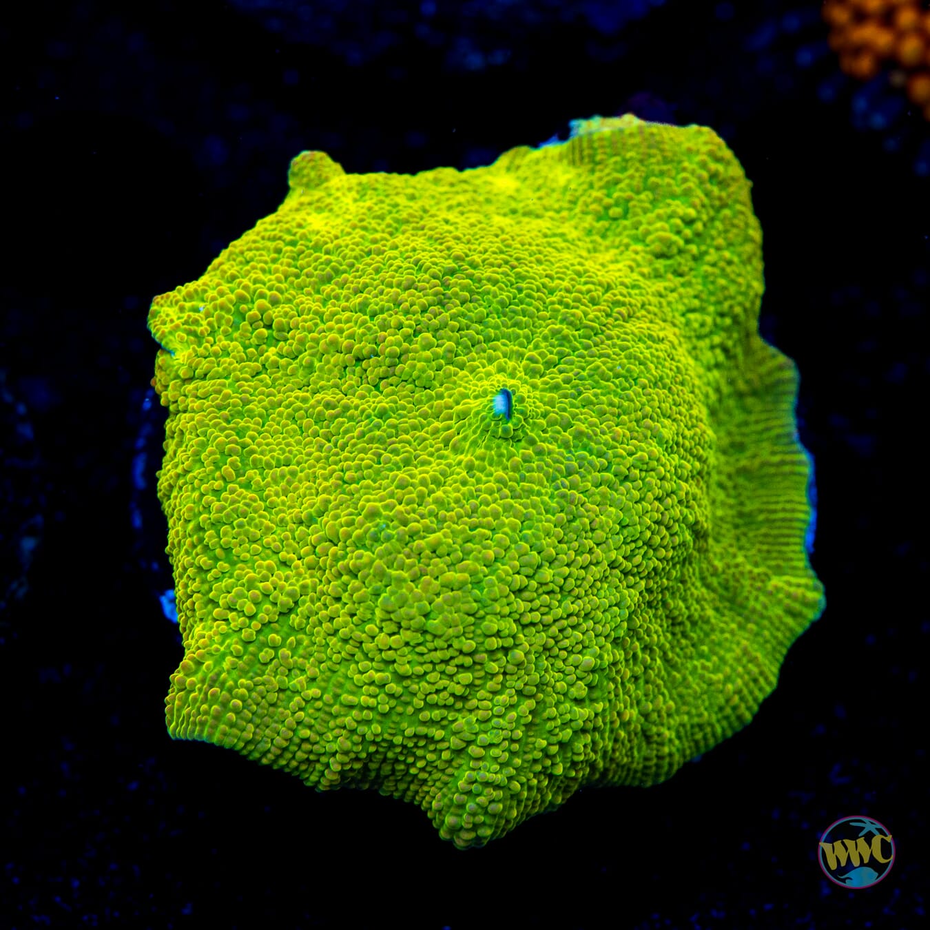 Toxitron Discosoma Mushroom