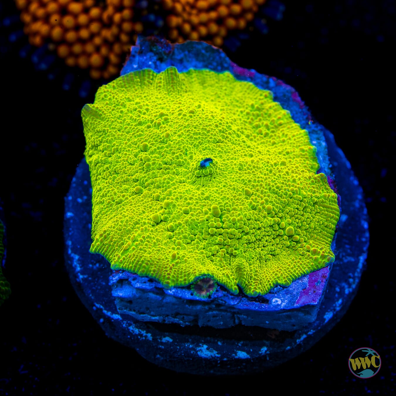 Toxitron Discosoma Mushroom