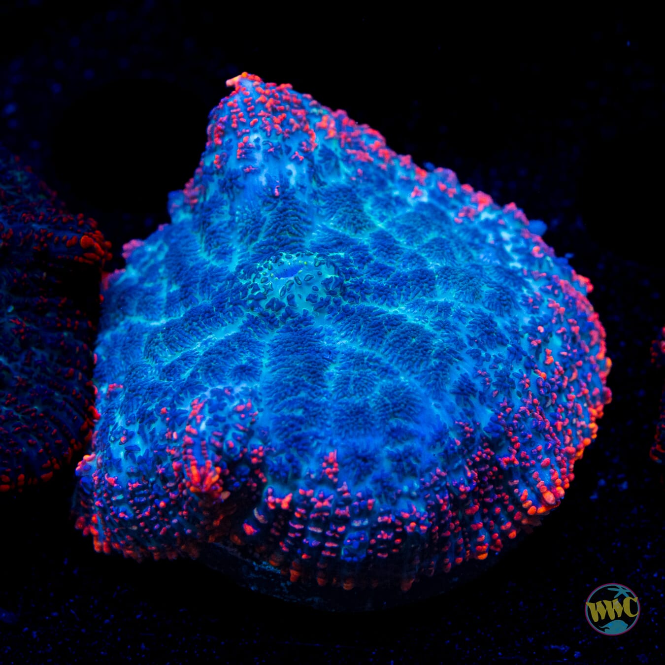 Lava Rim Rhodactis Mushroom