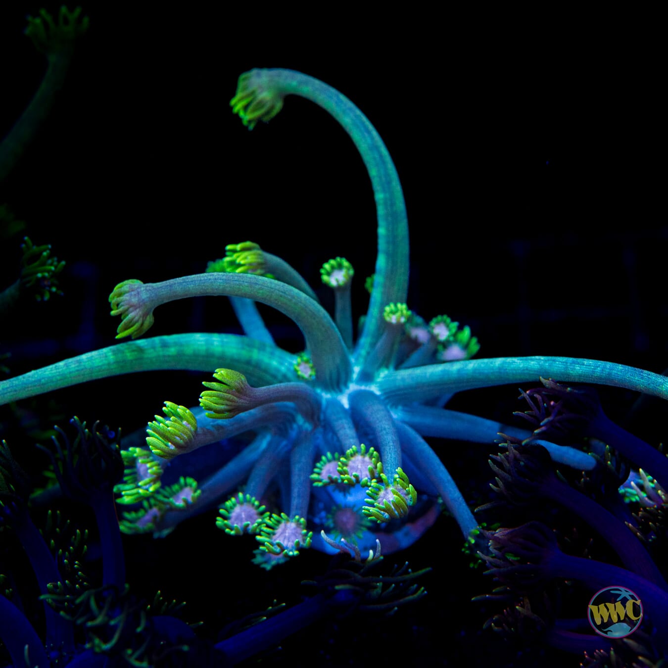 Guava Berry Goniopora