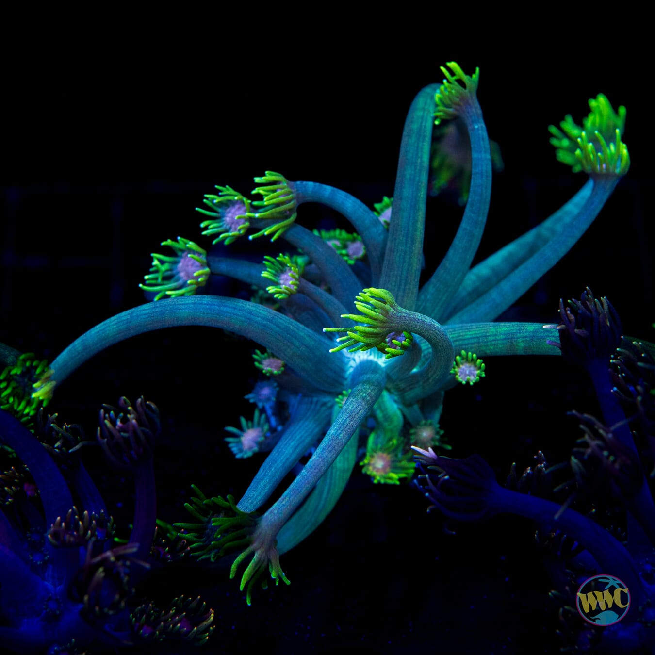 Guava Berry Goniopora