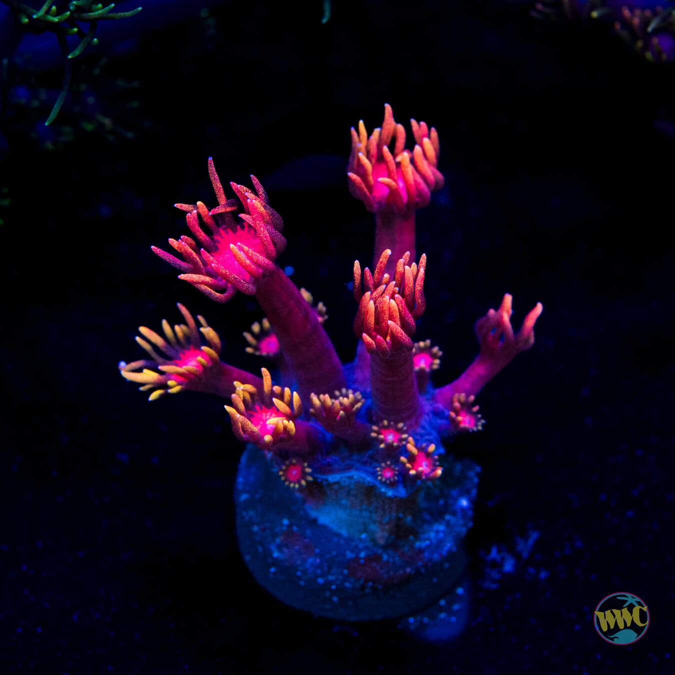 WWC inferno Goniopora