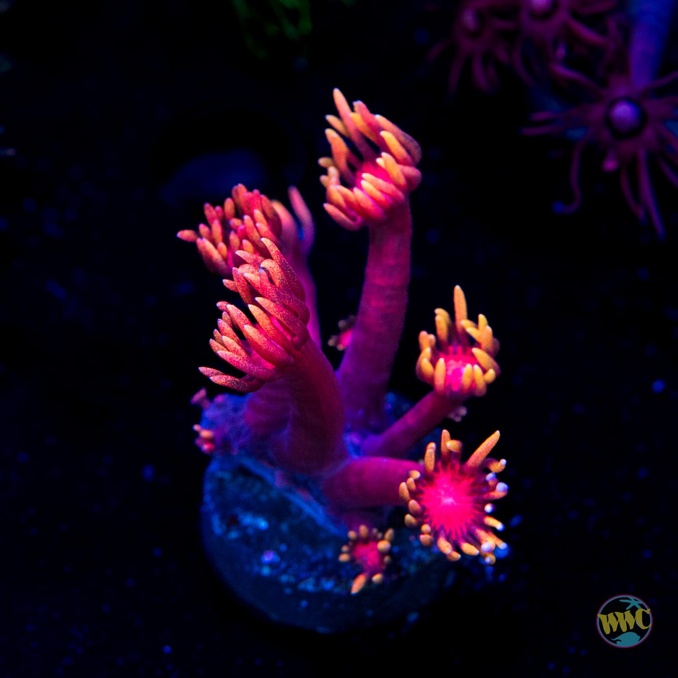 WWC Inferno Goniopora