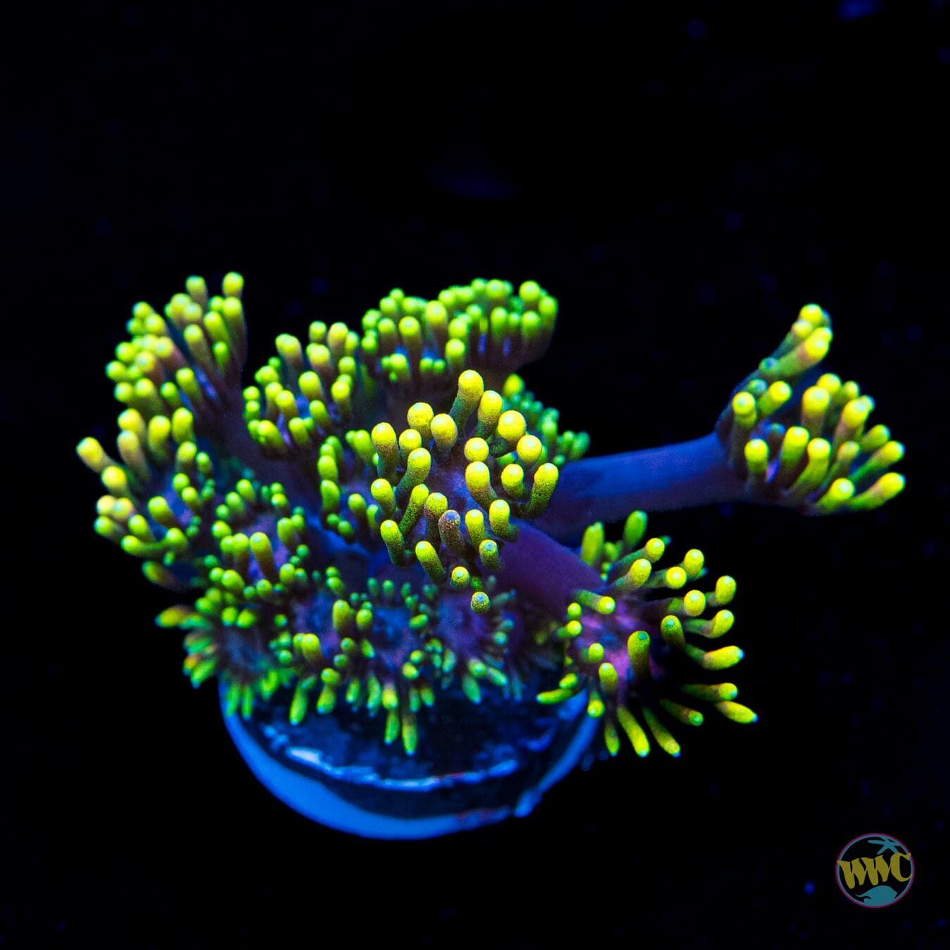 WWC Sunflower Goniopora