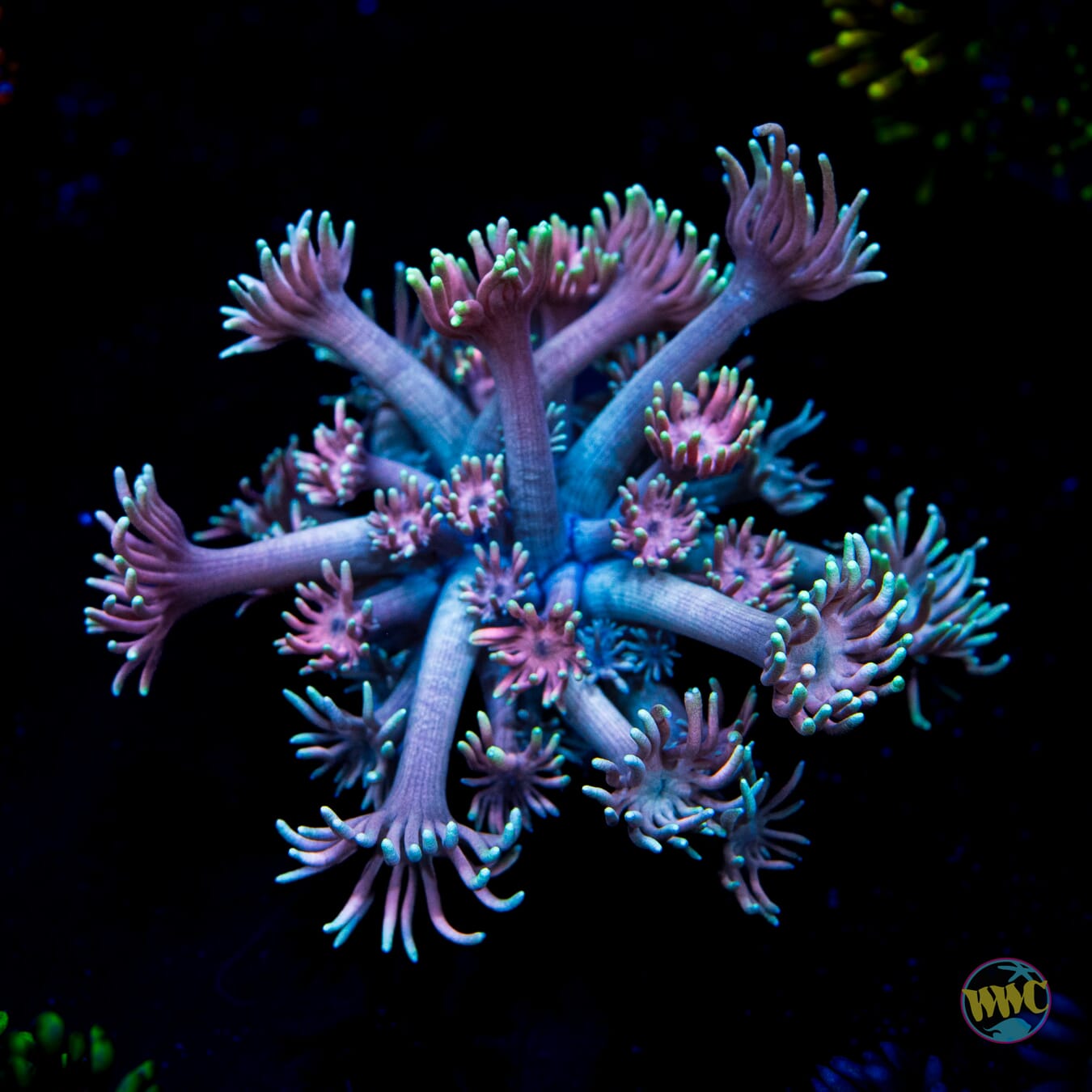 Plum Juice Goniopora