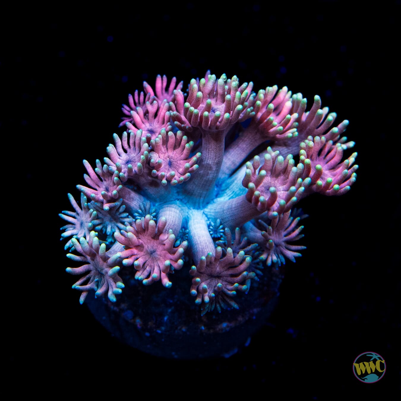 Plum Juice Goniopora