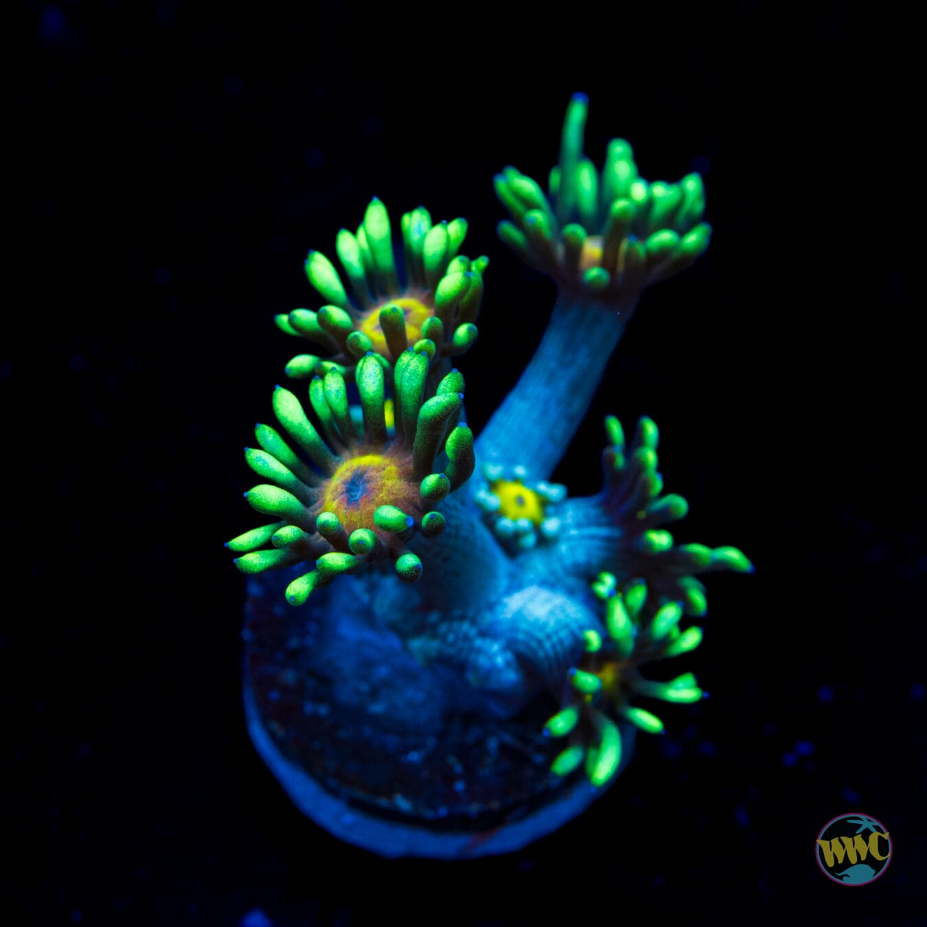 Lemon Head Goniopora