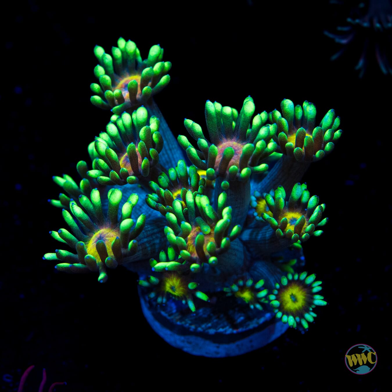 Lemon Head Goniopora