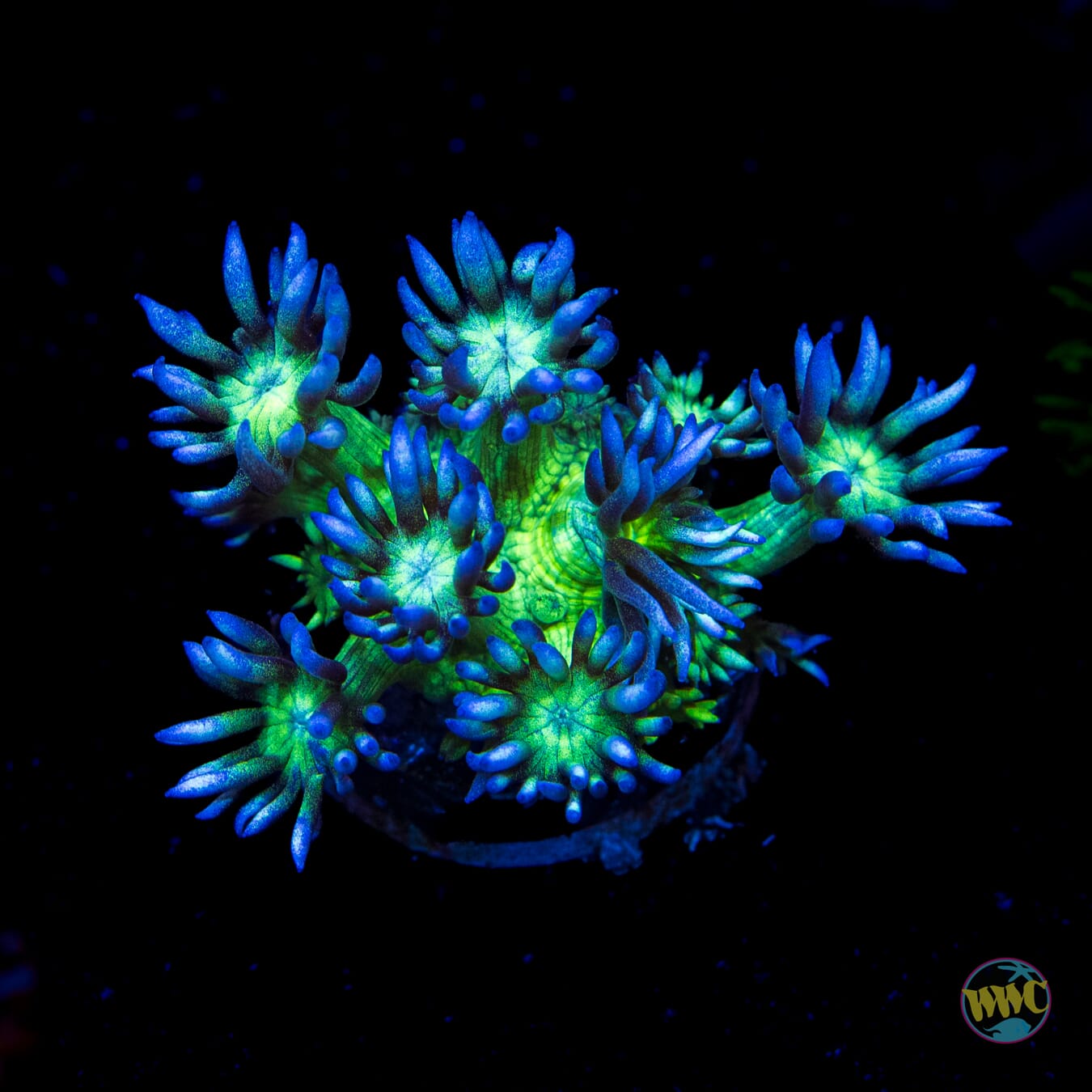 Shadow Flame Goniopora