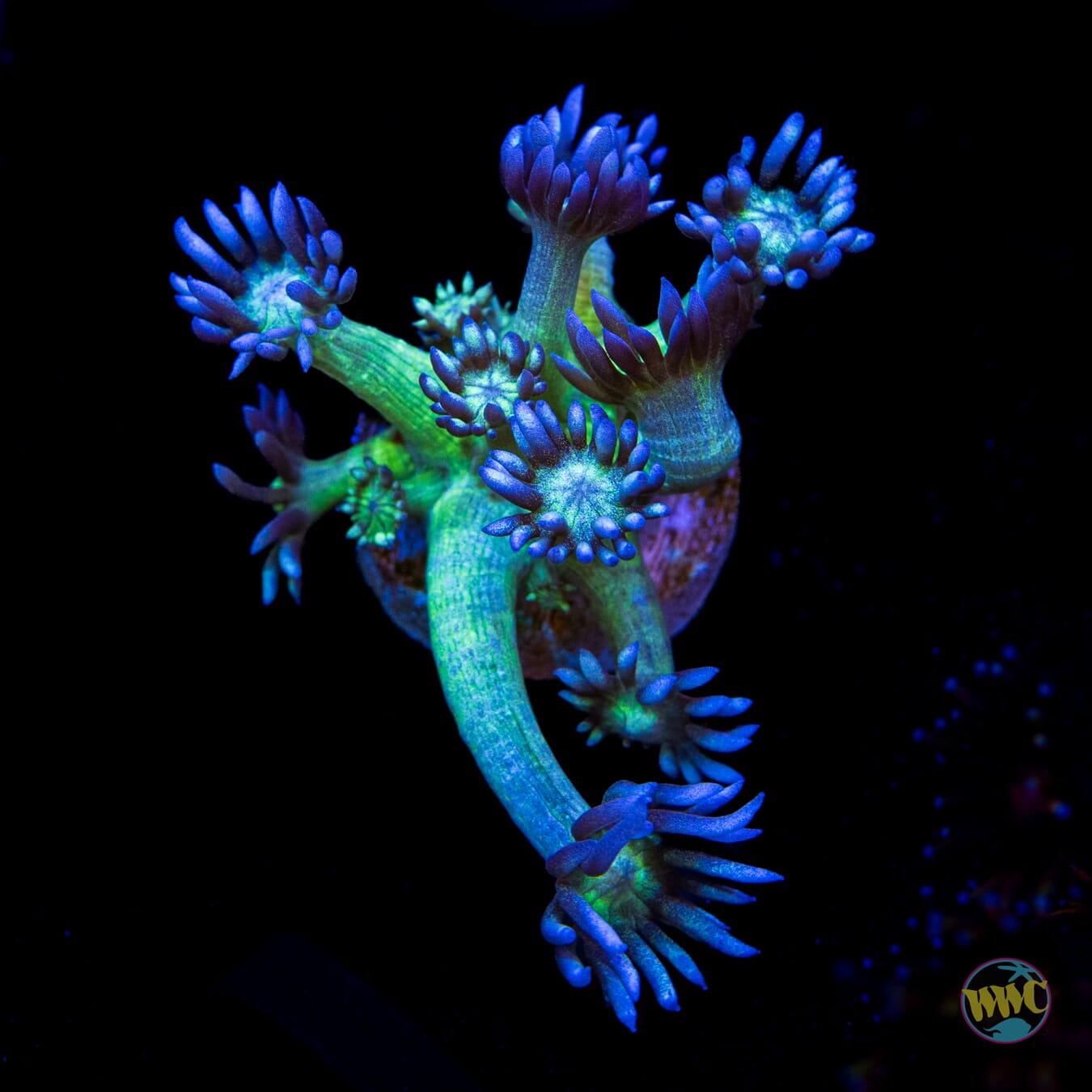 Shadow Flame Goniopora