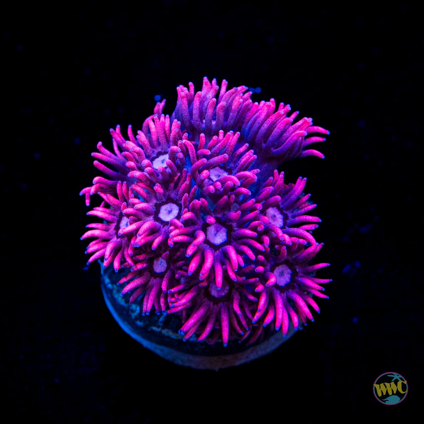 WWC Pink Lady Goniopora